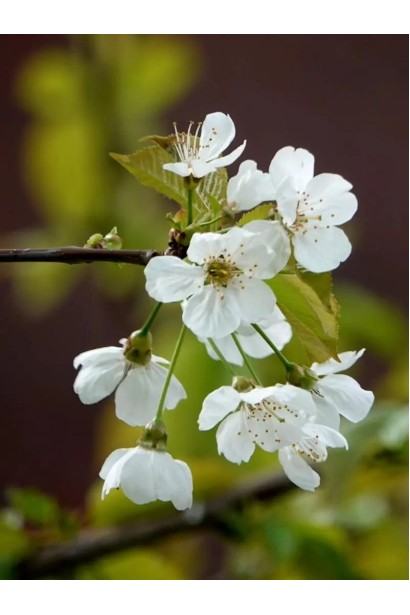 Колоновидна черешня Мертон Глорі у квітні під час цвітіння